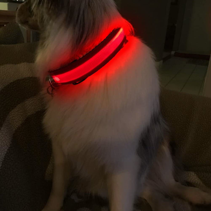 MASBRILL Light Up Dog Collar, LED Glow Collar with USB Rechargeable Lighted Bright Purple Dog Flashing Collar Waterproof, 4 Colors with 3 Sizes for Small Medium Large Dogs S(0.98*15.75") Red - PawsPlanet Australia