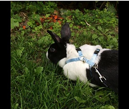 polkar Adjustable Pet Rabbit Walking Harness Leash Lead with Small Bell blue+pink - PawsPlanet Australia