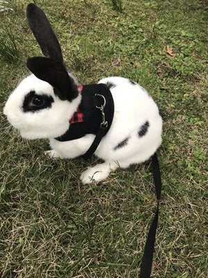 Bunny Kitten Harness No Pull Cat Leash Stylish Vest Harness for Small Animal Adjustable Soft Breathable Walking Harness Set (BLACK, L) BLACK - PawsPlanet Australia