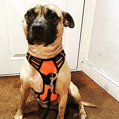 OCSOSO® Adjustable Fluorescent Pet Dogs Vest Harness With Padded 3M Safety Reflective Night Stripes, Pet Halt Harness for Large/Medium/Small Dogs (XL, Orange) XL - PawsPlanet Australia
