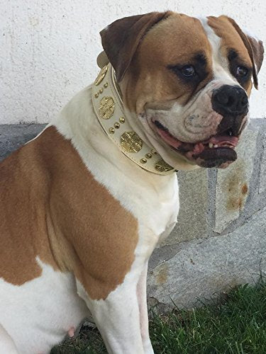 [Australia] - Bestia Maximus Genuine Leather Dog Collar, Large Breeds, Cane Corso, Rottweiler, Boxer, Bully, Bullmastiff, 100% Leather, Studded, M- XXL Size, 2.5 inch Wide. Padded. White & Gold. XL- fits a neck of 22.6- 26.6 inch 