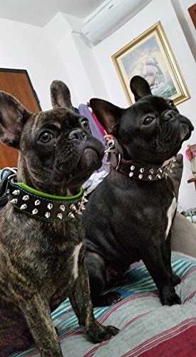 Bestia Frenchie Collar with Screw Tips M- fits a neck of 40- 47,5 cm (15.7- 18.7 inch) Black padding - PawsPlanet Australia