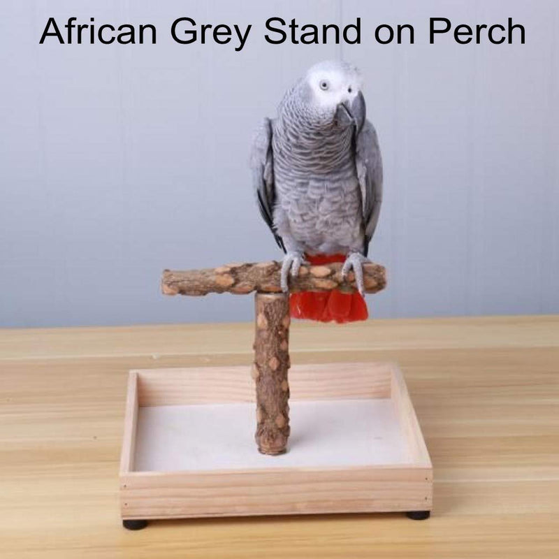 KINTOR Bird Stand Tabletop,Portable Tee Stand, Parrot Play Stand Perch Gym for Small Medium Parrot T Stand - PawsPlanet Australia