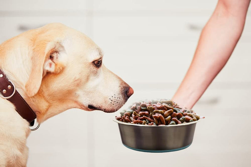 Pawareness Stainless Steel Large Dog Bowls with 6 cups of Food Capacity, Stainless steel dog bowls with non-slip silicon sole 15 oz Pack of 2 Large Dog Water Food Feeder (DSB-03) - PawsPlanet Australia