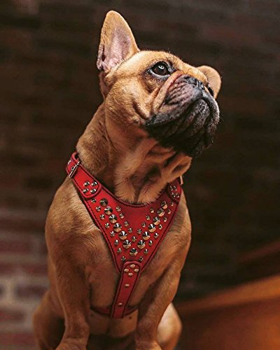 [Australia] - Bestia Studded Leather Harness. French Bulldog Size. 100% Leather. Handmade in Europe White & Black 