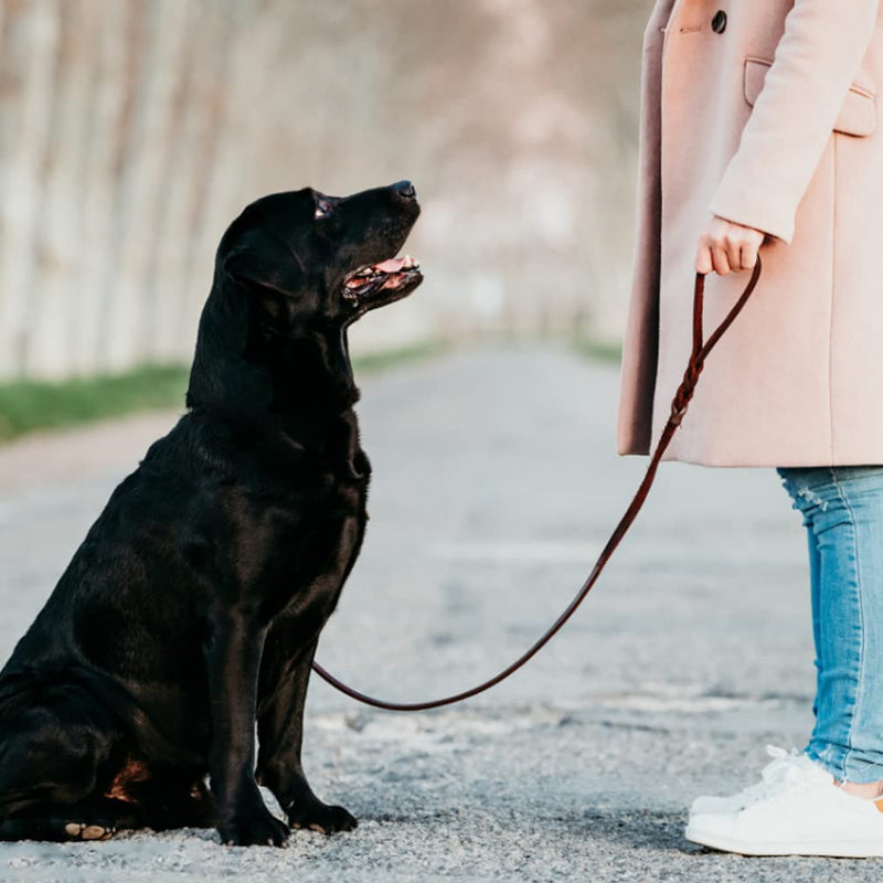 Leather Dog Leash Dog Lead Leather Leash Dog Soft Leather Dog Collar & Leash in Braided Dog Training Leash 2.5cm Wide Pet Chain (2.5 x 150cm) 2.5 x 150cm - PawsPlanet Australia