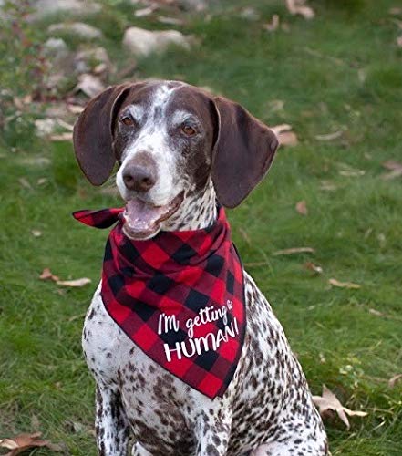 [Australia] - Willowear I'm Getting a Human Pregnancy Announcement Dog Bandana Big Brother Big Sister Large I'm Getting a Human Red 