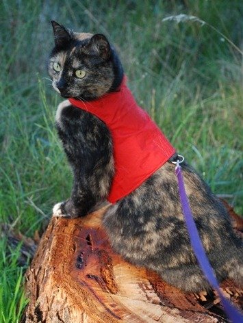 Mynwood Cat Jacket/Harness Red Adult Cat - PawsPlanet Australia