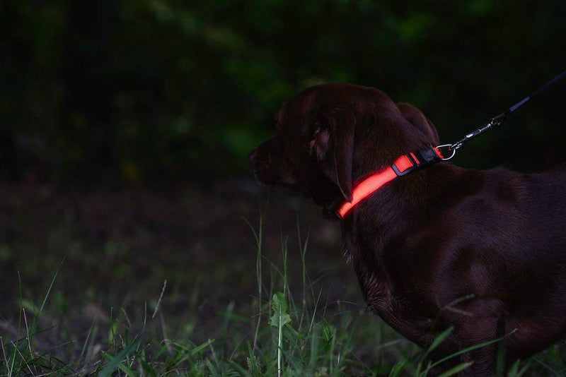 [Australia] - Great-Dealz LED dog Collar to Keep Your Dog Safe  – Flashing Dog Collar with Extra Batteries Small Min (6-8 inches) Pink 