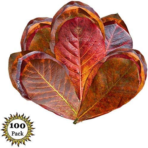SunGrow Betta Medicinal Leaves, 2, Water Conditioner, Dried Indian Almond Leaves, 100 Leaves per Pack 100 Pieces - PawsPlanet Australia