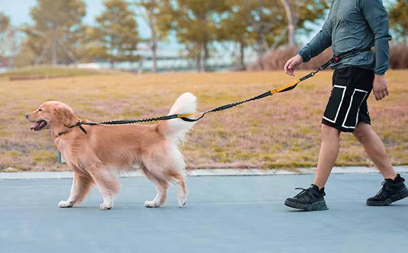 Jogging waist belt dog leash large medium dogs 1.2-1.7 m, indestructible dog leash jogging reflective adjustable, extendable dog leash orange with bag - PawsPlanet Australia