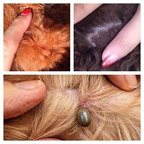 Rypet Tick Remover Tool Set - Stainless Steel Tick Remover Kit for Cats Dogs and Humans(Pack of 3) - PawsPlanet Australia