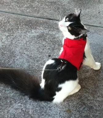 Mynwood Cat Jacket/Harness Red Adult Cat - PawsPlanet Australia