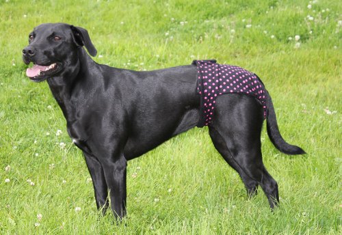 Glenndarcy Female Dog Season Nappy Diaper - Black Pink Dots Large Pants only - PawsPlanet Australia