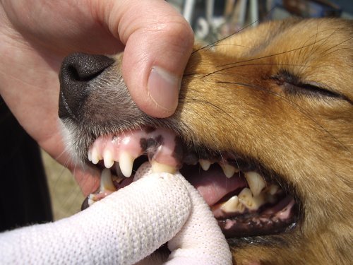 Kenko Care Finger Toothbrush Large Size Dog Dental Care Goods - PawsPlanet Australia
