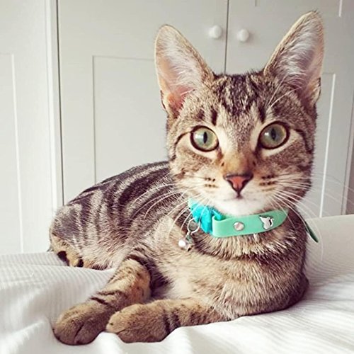 Kittyrama Cat & Kitten Collars. As Seen in VOGUE. Award Winning. Vet Approved. Breakaway, Hypoallergenic, Comfy & Soft. Meadow. Other Styles Available Adult - PawsPlanet Australia