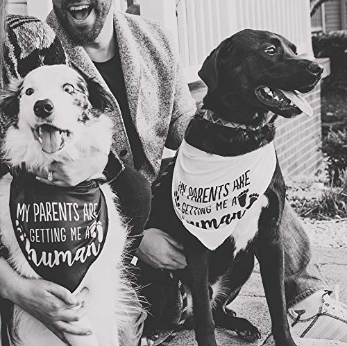 My Parents are Getting me a Human,2 Pack Gender Reveal Dog Bandana Small - PawsPlanet Australia