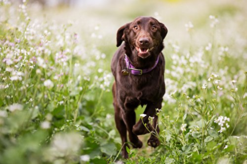 Pet Action Flea Tick Collar for Large Dogs - PawsPlanet Australia