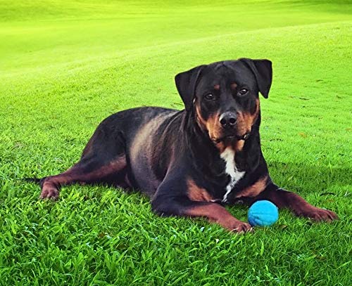 Pet Qwerks Interactive Dog Toy Small Dogs Blue - PawsPlanet Australia