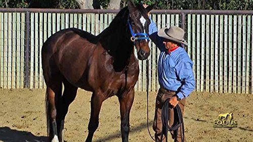 Monty Roberts Official Dually Training Halter LARGE/DRAFT (with FREE DVD) - PawsPlanet Australia