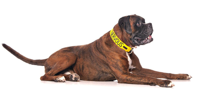 NERVOUS (Give Me Space) Yellow Colour Coded S-M L-XL Dog Collars PREVENTS Accidents By Warning Others Of Your Dog In Advance (L-XL) Large-X Large Collar - PawsPlanet Australia