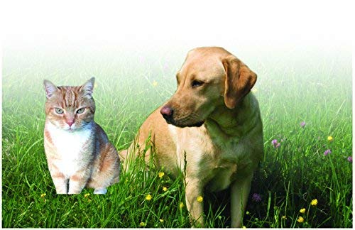 PROBIOTICS FOR DOGS AND CATS - AWARD WINNING PRODUCT - ADVANCED FORMULA - 60ml - to support sensitive or over- reactive digestion - Natural Ingredients - using Bentonite Clay - in a calibrated syringe - PawsPlanet Australia