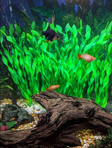 BEGONDIS 14 PCS Artificial Seaweed Water Plants for Aquarium, Plastic Fish Tank Plant Decorations - PawsPlanet Australia