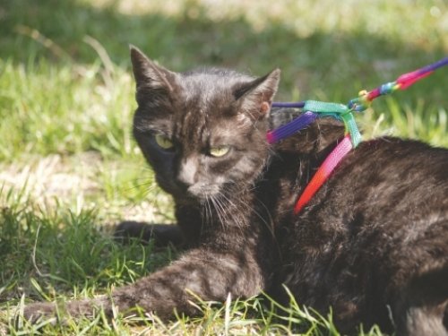 Kerbl Rainbow Harness-Set for Cats, 10 mm/ 120 cm - PawsPlanet Australia