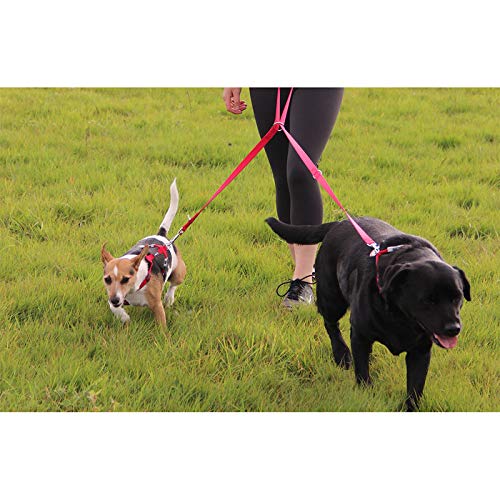 Red Dingo Multi-Purpose Dog Lead, Medium, Purple - PawsPlanet Australia