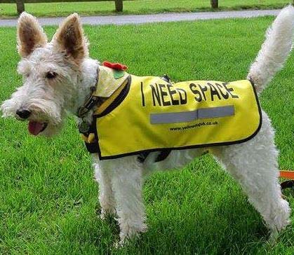 Yellow Dog UK Dog Vest - I NEED SPACE (Extra Small) Extra Small - PawsPlanet Australia