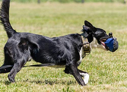 DINGO GEAR Dog Tug Ball Ø 16 cm Bite Training IGP K9 Fun Blue S02792 - PawsPlanet Australia