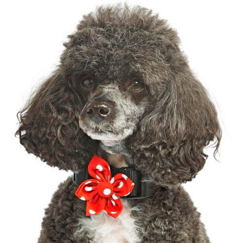 Pet Pooch Boutique Polka Dot Flower Collar Accessory for Dog, Red - PawsPlanet Australia