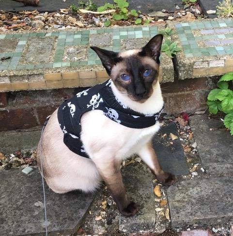 Mynwood Cat Jacket/Harness Skulls Kitten up to 8month - PawsPlanet Australia