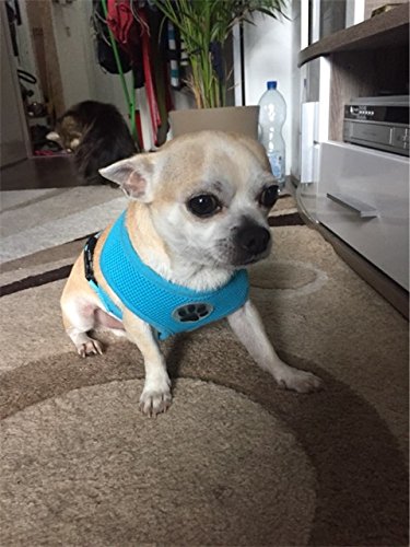 BINGPET Soft Mesh Dog Harness Pet Walking Vest Puppy Padded Harnesses Adjustable XS Aqua - PawsPlanet Australia