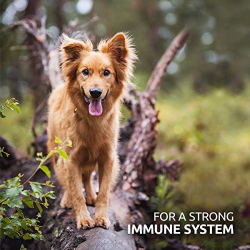 AniForte MultiVitamin MultiVETAL 250 Tablets: Natural Vitamin Supplement for Dogs & Cats - Contains 13 Vitamins & 11 Minerals, Including Vitamin B Complex, B1, B2,B5, B6, B12, A, C, D, E, K, Omega 3 - PawsPlanet Australia