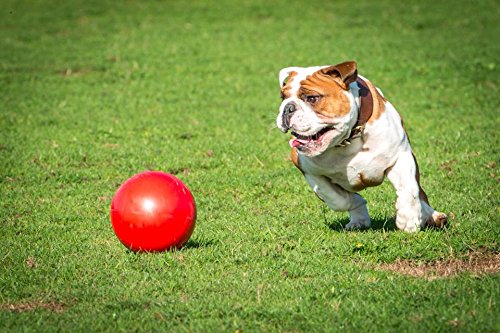 [Australia] - Boomer Ball Enormous - 10" Blue or Red 