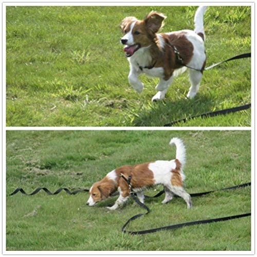 HAPPY HACHI Dog Training Lead Leash, Long Dog Line Nylon Cotton Webbing Recall Rope Leash for Pet Tracking Training Recall Obedience (10m/33ft, Black) 10m/33ft - PawsPlanet Australia