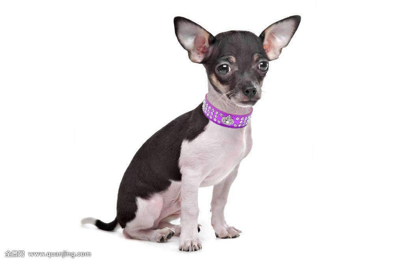 [Australia] - haoyueer Rhinestone Dog Collar Crown Rhinestone Diamante Jewelry Crystal PU Leather Pet Dog Cat Puppy Collar M（Neck for 10-12.5 inch） Hot Pink 