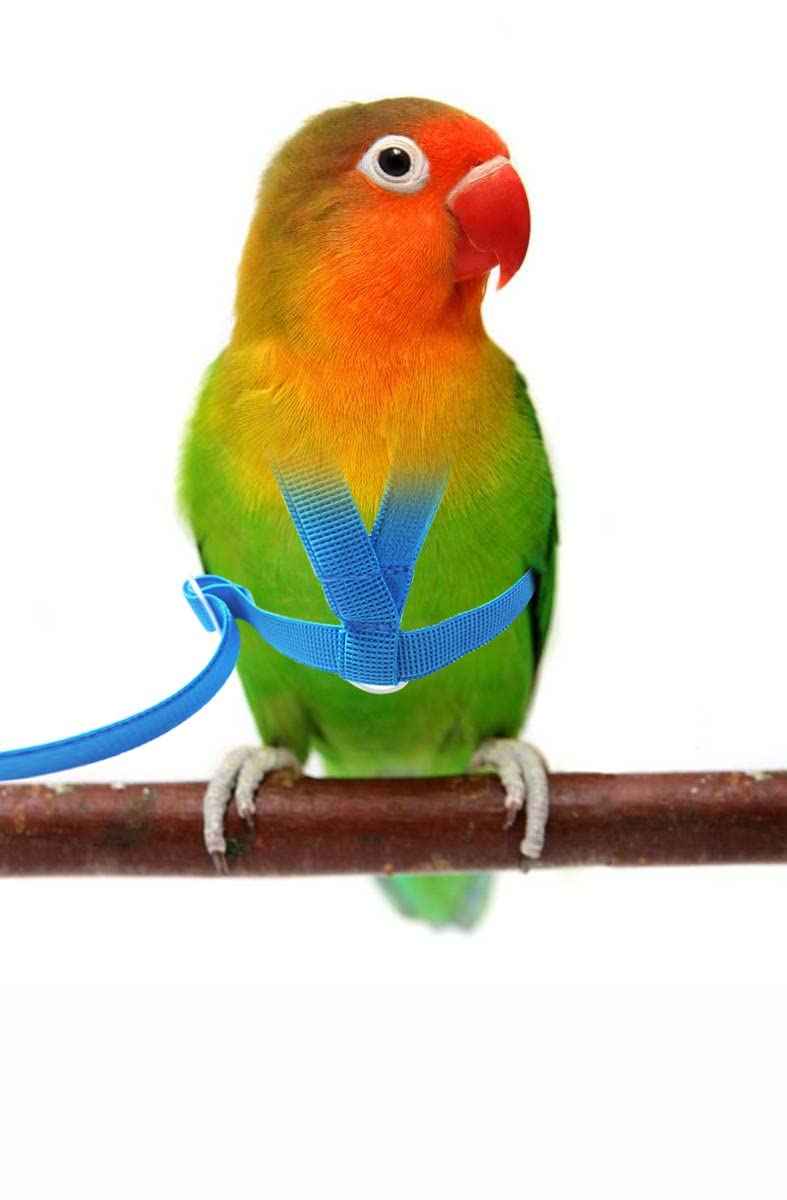 VANFAVORI Adjustable Bird Harness with 80 Inch Leash, Outdoor Flying Kit Training Rope for Birds Parrots Cockatiel XS Blue - PawsPlanet Australia