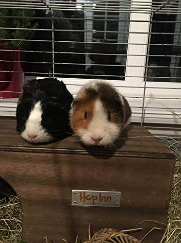 Hop Inn Guinea Pig Hideaway Tunnel (Lt Oak) - 40 cm L x 20 cm W x 18.5 cm H - Handmade in the UK - Arrives Built To Last - Wont tip over - All Weather Natural - PawsPlanet Australia