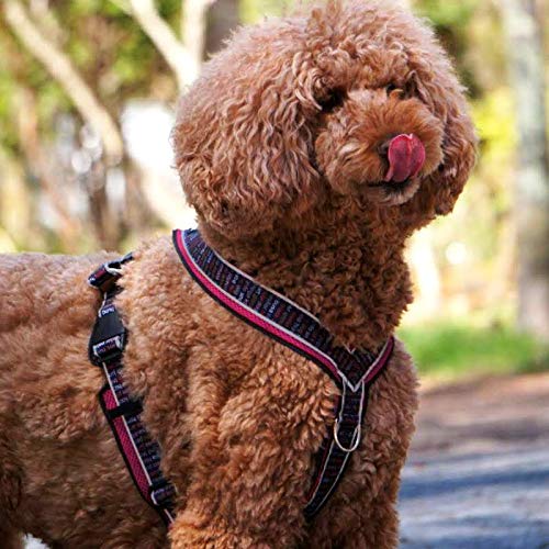 FinNero Soft Ratia 8-Shape Mesh Harness for Dogs - PawsPlanet Australia