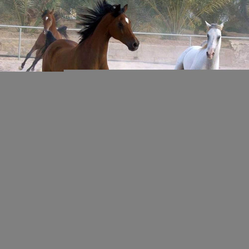 Andraw Stirrup Leathers,1 Pair Stirrup Leathers Stainless Steel Horse Buckle Stirrup Leathers,leather Finish Horse Stirrup Belt, Horse Accessories - PawsPlanet Australia