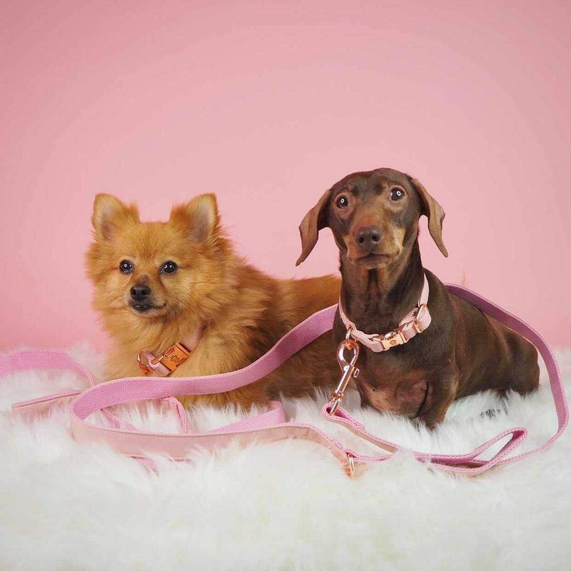 Animal Outfitters UK Rose Gold Candy Collection Vegan | Faux Leather Dog | Puppy Collar | Adjustable for Small or Large Dogs (Small) - PawsPlanet Australia