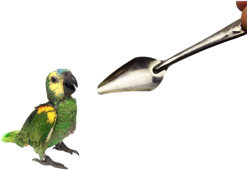 Quluxe 5 Pcs Bird Parrot Stainless Steel Metal Feeding Spoon, Special Feeding Scoop Medicine Spoons Hand Feeding Spoons for Peony Cockatiel Parrot - PawsPlanet Australia
