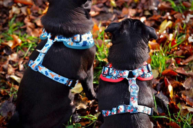 Apricot & Blue Tropical Print Adjustable Dog Harness (Medium) Medium - PawsPlanet Australia