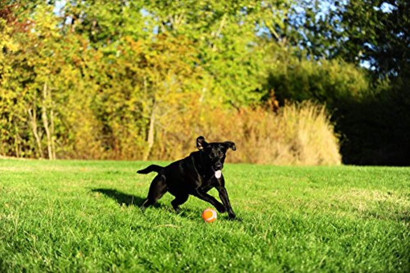 Chuckit! Tennis Dog Balls, Medium - PawsPlanet Australia