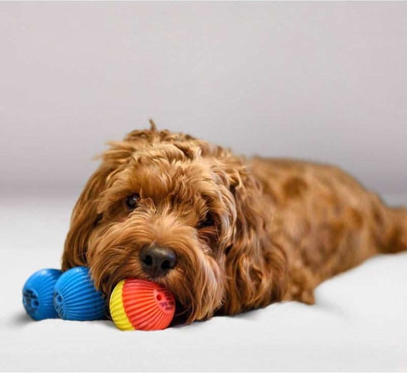Pet Qwerks Interactive Dog Toy Small Dogs Blue - PawsPlanet Australia