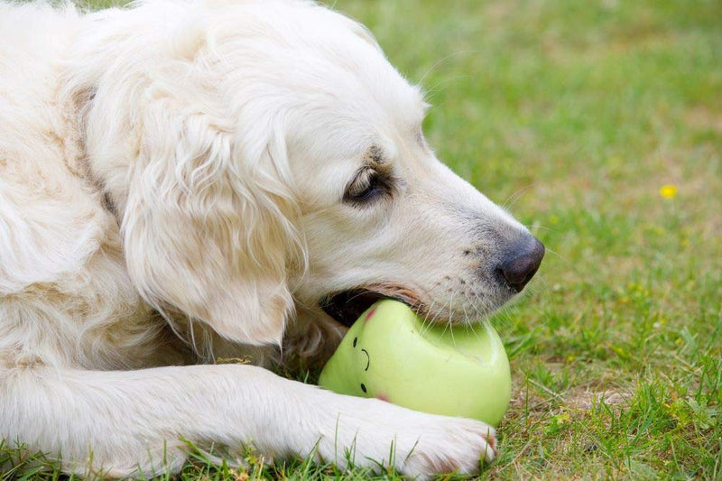 Petface Latex Apple Soft Chew Dog Toy, Large - PawsPlanet Australia