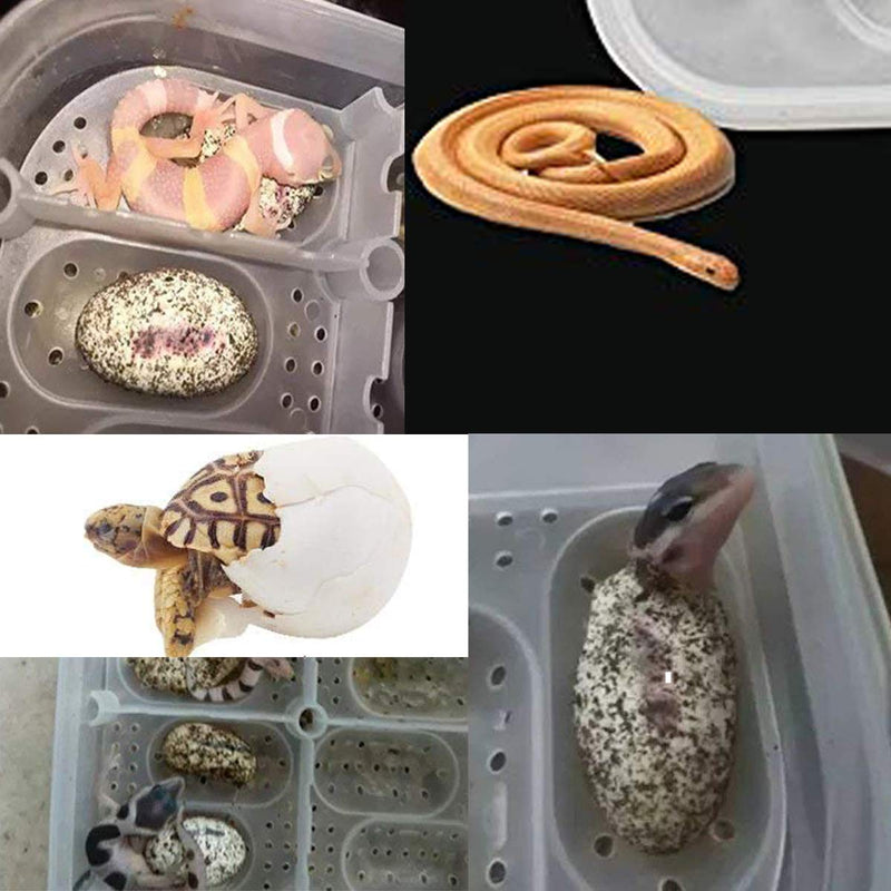 NGe Reptile Egg Incubator 16 Slots Professional Hatcher Hatching Box Case Tray Plastic Breeding Incubator for Hatching Snake,Lizards, Reptiles - PawsPlanet Australia