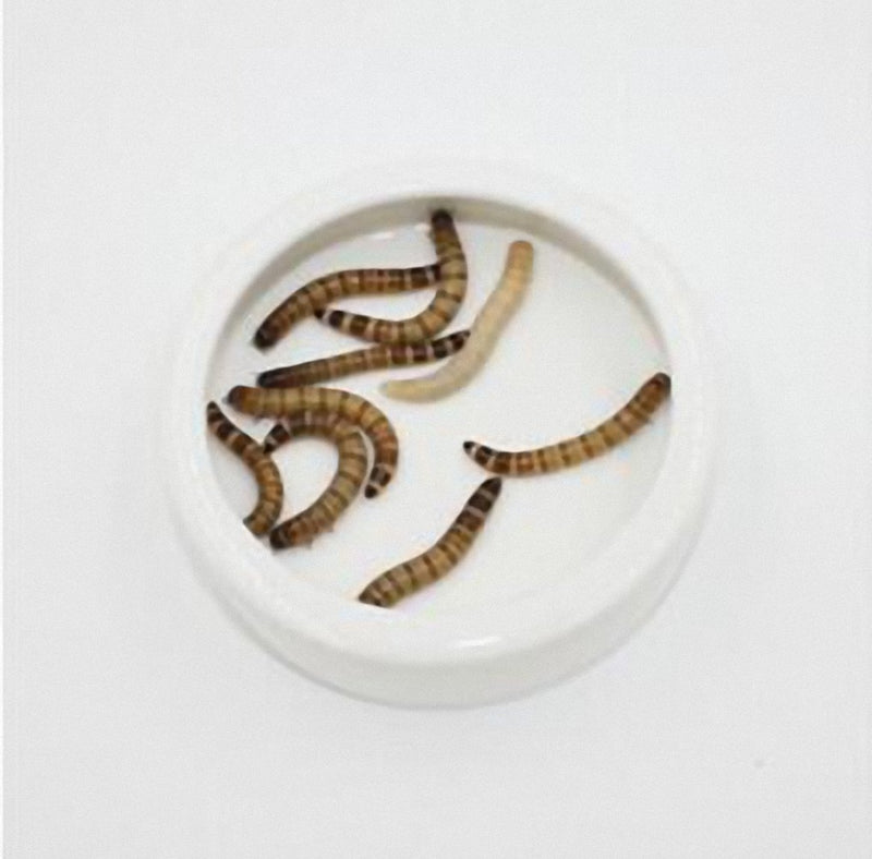 [Australia] - OMEM Worm Dish Mini Reptile Food Bowl Ceramics Made S 